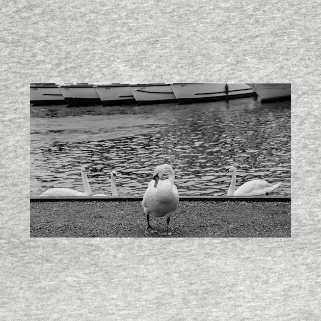 Mute swan on the bank of the River Bure in the Norfolk village of Wroxham by yackers1